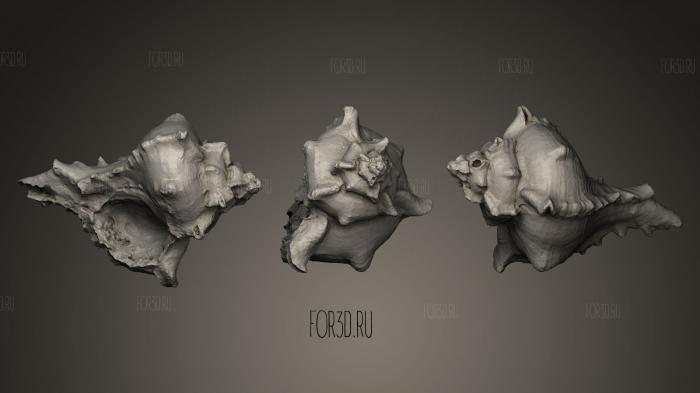 Seashell stl model for CNC